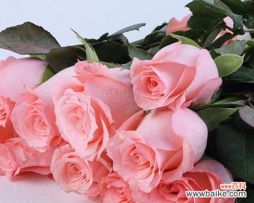 解读十一朵粉色玫瑰的秘密 粉色玫瑰花的含义与象征