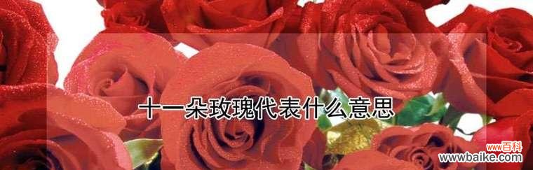 探索十一朵玫瑰的神秘语言 十一朵玫瑰的花语与寓意