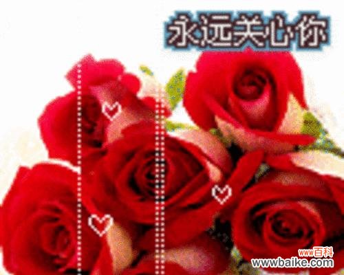 表情包中的玫瑰花有何含义？送玫瑰花表情包代表什么？