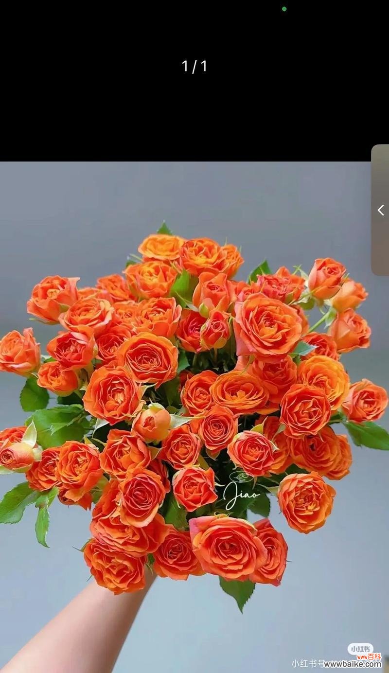 送多少支玫瑰花代表什么?