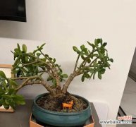 玉树的花语是什么？玉树代表的象征意义？