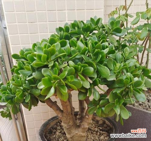 玉树的花语是什么?玉树代表的象征意义?