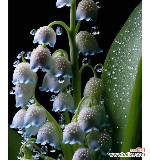 哪种花的花语代表幸福？幸福花语有哪些？