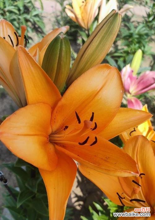 百合在百花中的意义是什么？