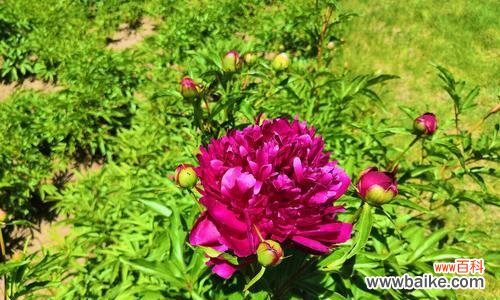 揭秘芍药花的风水奥秘——芍药花的吉祥寓意与风水布置方法 芍药花