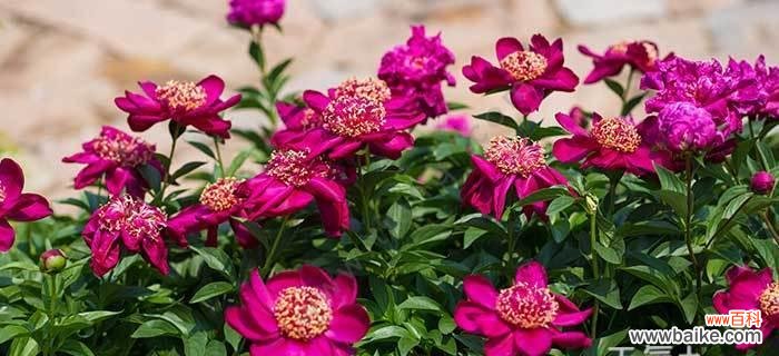 探秘白色芍药的花语传递爱与纯洁 白色芍药花的花语与美丽的含义