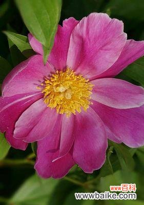 揭开芍药花背后的深意，探寻其独特象征力 芍药花语与象征