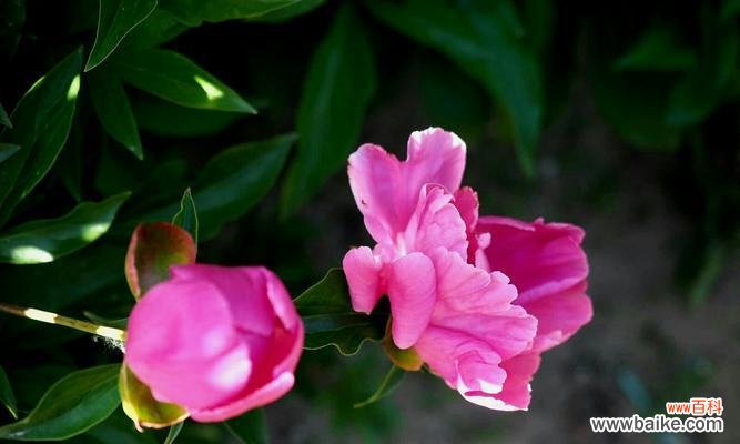 盛开的花朵,绽放的情感,芍药花语的魅力 芍药花语之美——传递爱与美的芍药