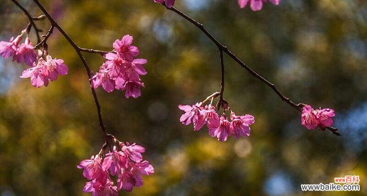 探寻花的语言,传达情感的媒介 山樱花与西洋樱花