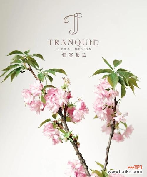 感受春天的美丽，品味山樱花的花语 山樱花——爱与希望的象征