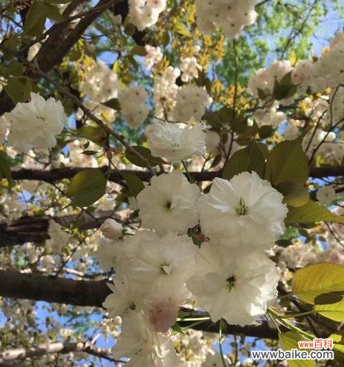 感受春天的美丽，品味山樱花的花语 山樱花——爱与希望的象征