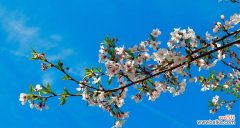 感受春天的美丽，品味山樱花的花语 山樱花——爱与希望的象征