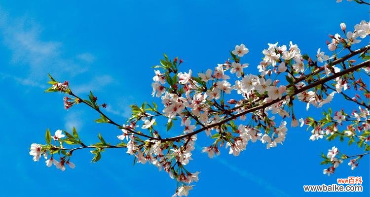 感受春天的美丽，品味山樱花的花语 山樱花——爱与希望的象征