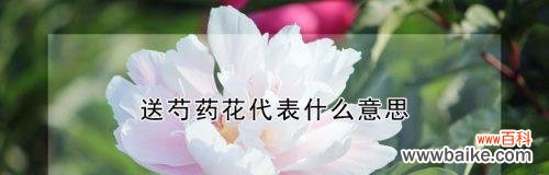 芍药花的深层内涵和文化意蕴 芍药花的寓意与象征意义