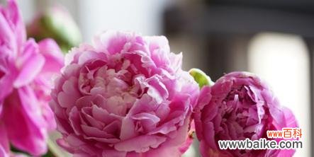 探秘芍药花的深层含义与文化背景 芍药花的花语和寓意