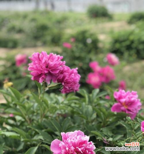 探寻芍药花的花语与象征意义 芍药花的美丽与象征意义