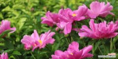 探寻芍药花的花语与象征意义 芍药花的美丽与象征意义