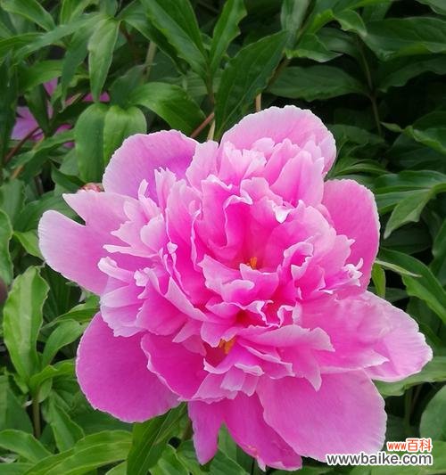 探寻芍药花的象征和象征性意义 芍药花的寓意与意义