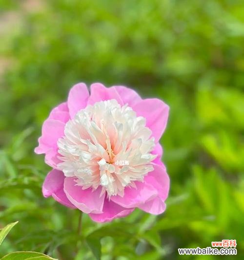 探寻芍药花的蕴含与表达——一种独特的植物语言 芍药花语的深意与传承