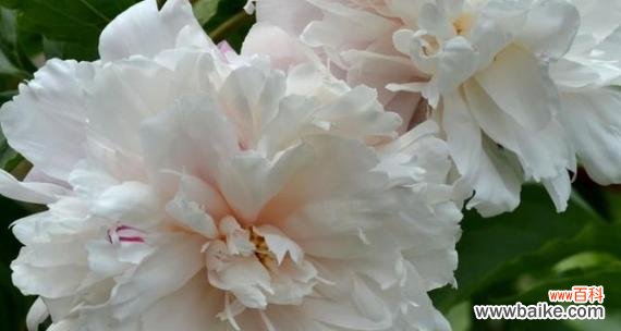 芍药花语解读与赏析 芍药花语