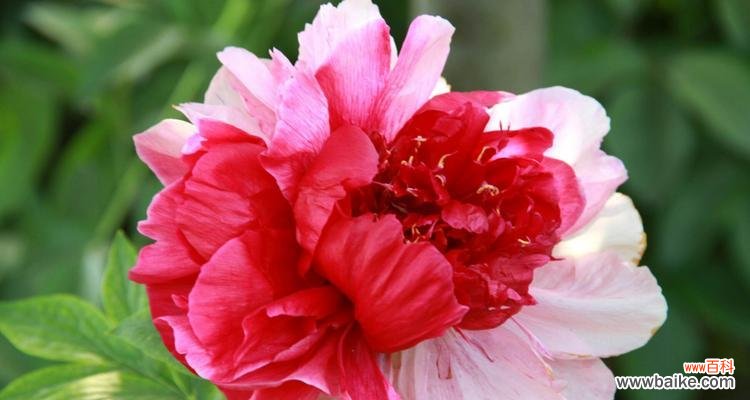 探寻芍药花的花语与寓意，传递自然与美的精神 芍药花语与寓意