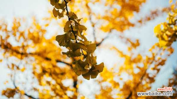银杏的花语，送人银杏叶的寓意