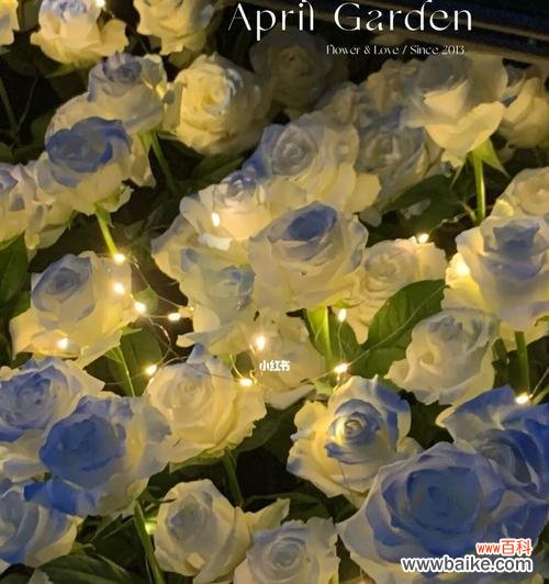 十一朵碎冰蓝的美丽传说 碎冰蓝的象征意义与魅力