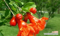 探索石榴花的花语和古老美丽的传说 石榴花的花语与美丽传说