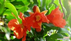 探寻石榴花的内涵与美学 石榴花