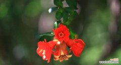 寓意丰饶繁荣 石榴花