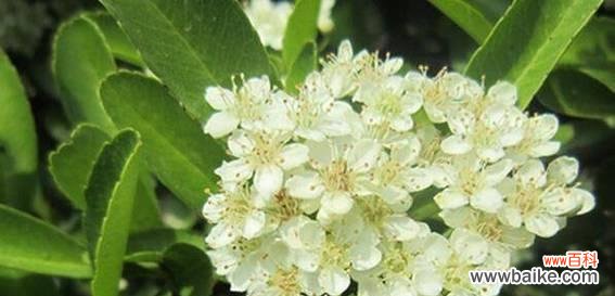 探寻石楠花背后的花语之谜 石楠花的花语及意义