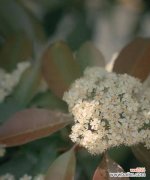 探索石楠花的花语与魅力 石楠花