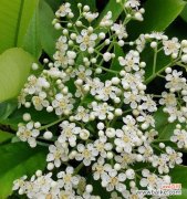 探索石楠花的花语与传统文化 石楠花的花语及其意义