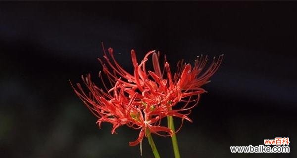 探寻石蒜花的文化内涵与生命哲理 石蒜花的寓意及其美丽与坚韧的象征