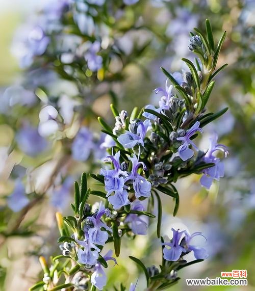 迷迭香的花语有哪些含义？