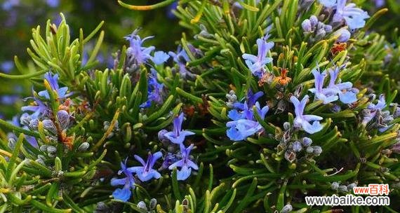 迷迭香的花语有哪些含义？