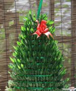 送盆栽时应选择哪种植物？