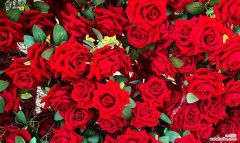 发光玫瑰花代表的含义是什么？