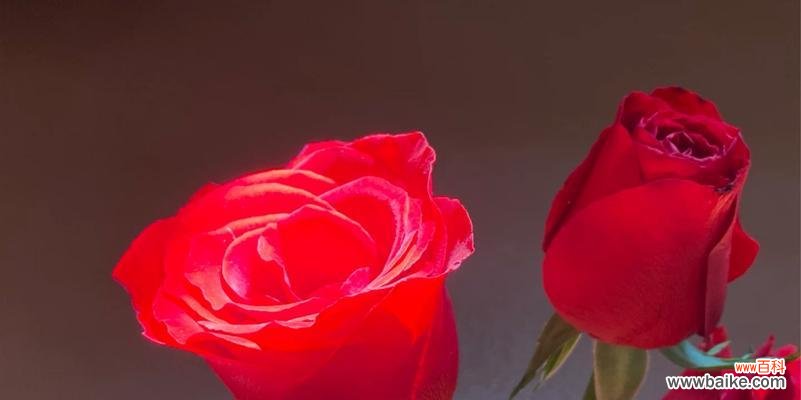 发光玫瑰花代表的含义是什么？