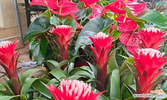 亚运会入场花卉有何特殊意义？这些花卉代表了什么？