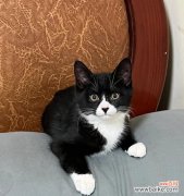 猫为什么不能碰百合？这对猫有什么影响？