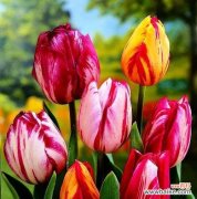 拜访亲友时送哪种花卉最合适？