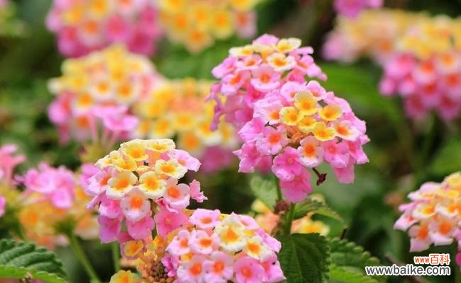 拜访亲友时送哪种花卉最合适?