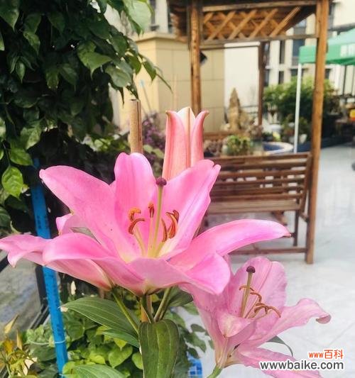 粉色堡垒百合花的寓意是什么？