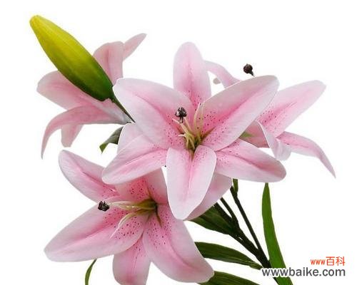 粉色堡垒百合花的寓意是什么？