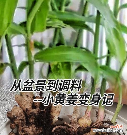 种植姜盆栽有哪些需要注意的禁忌？