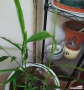 种植姜盆栽有哪些需要注意的禁忌？