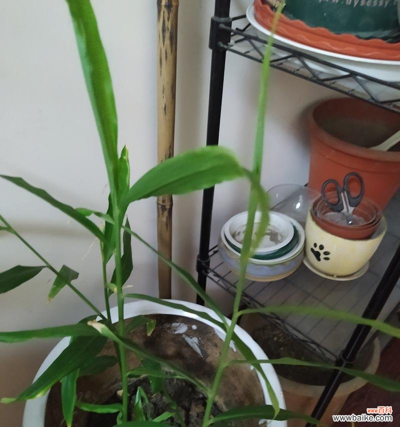 种植姜盆栽有哪些需要注意的禁忌？