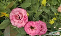 粉色洋桔梗象征着什么？