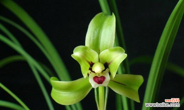 百合兰花的含义和象征是什么？百合兰花代表什么？